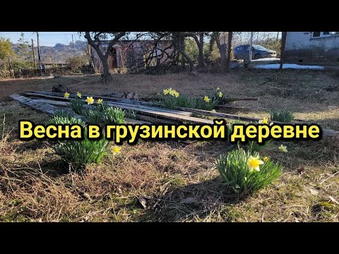 Видео: Весна в грузинской деревне