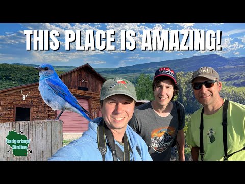 Видео: Наблюдение за птицами и исследование усадьбы дикой природы Запада!
