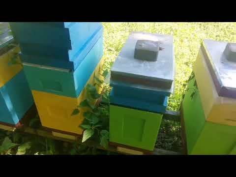 Видео: Сколько пыльцы приносит 6-рамочник?