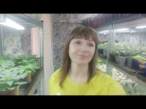 Видео: Как из маленького черенка вырастить шикарное растение. Посадка ампельных растений в подвесные кашпо.