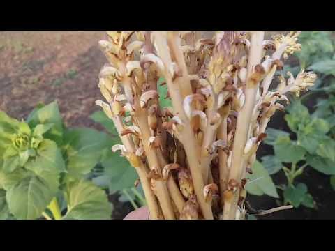 Видео: ЗАРАЗИХА НА СИНГЕНТЕ.