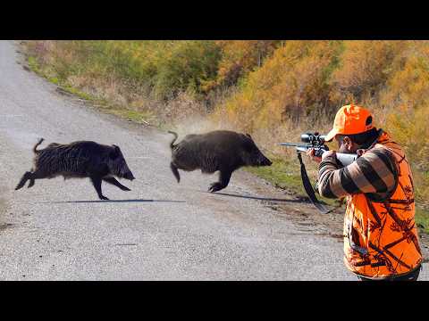 Видео: НЕВЕРОЯТНЫЕ ВЫСТРЕЛЫ! Захватывающие Охоты на Кабана и Идеальное Действие!