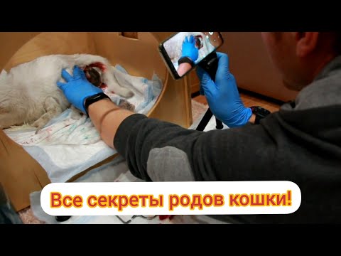 Видео: Родовой процесс кошки! Что подготовить, как перерезать пуповину! Все секреты! Роды кошки без цензуры