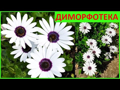 Видео: ✅ДИМОРФОТЕКА ВЫЕМЧАТАЯ ВЕСЕЛАЯ КАДРИЛЬ #диморфотека #экзотика_цветов #цветы_диморфотека_выемчатая