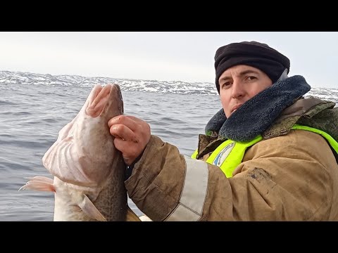 Видео: ТЕРИБЕРКА. ОТЛИЧНО ПОРЫБАЧИЛИ. Морская рыбалка. "TERIBERKA. Sea fishing."