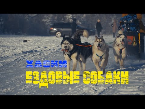 Видео: ЕЗДОВЫЕ СОБАКИ | ХАСКИ