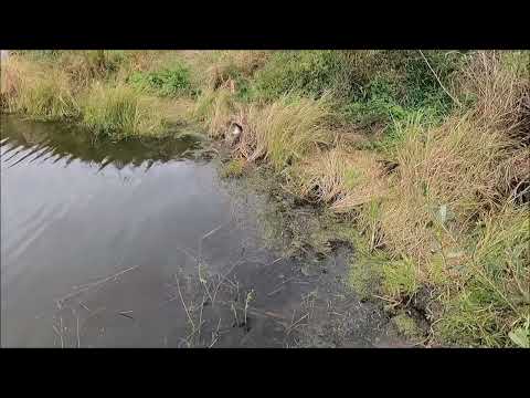 Видео: Между  Введенкой и Буденовкой.