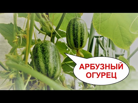 Видео: АРБУЗНЫЙ ОГУРЕЦ