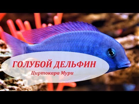 Видео: Циртокара мури. Голубой дельфин. Малавийские цихлиды в аквариуме, содержание, размножение.