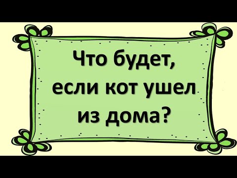 Видео: Что будет, если кот ушел из дома?
