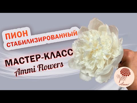 Видео: Пион стабилизированный. Как я это делаю