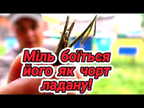 Видео: Народний засіб від молі.