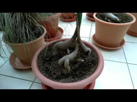 Видео: Пальмы, рожковое дерево в домашних условиях. Прогулки по оранжерее №2.