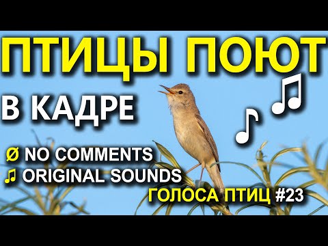 Видео: Голоса птиц круглый год. 100 видов птиц поют в кадре