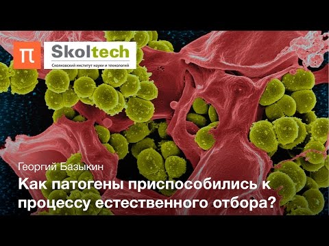 Видео: Эволюция устойчивости биологических объектов — Георгий Базыкин