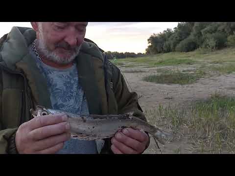 Видео: УЛОВ НА КУКУРУЗУ