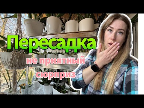 Видео: Пересадка и деление S. boncel Platinum cross #сансевиерия #сансы  #sansevieria