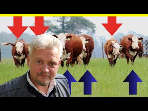 Видео: Знайте правду: 4 неочевидные ошибки мясных ферм