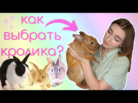 Видео: КАКУЮ ПОРОДУ ДЕКОРАТИВНОГО КРОЛИКА ЛУЧШЕ ВЫБРАТЬ? / КАК ВЫБРАТЬ ДЕКОРАТИВНОГО КРОЛИКА?