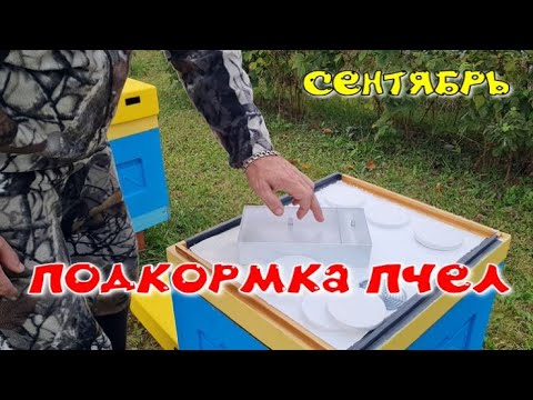 Видео: Подкормка пчел осенью.