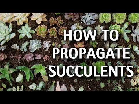 Видео: Как размножать суккуленты