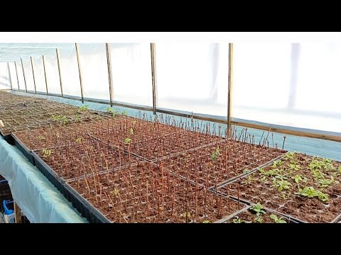 Видео: Страшное слово кильчеватор и деревянное черенкование 🌱