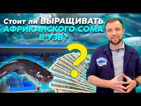 Видео: ТОП 10 ПЛЮСОВ и МИНУСОВ выращивания АФРИКАНСКОГО СОМА | Подходит ли АФРИКАНСКИЙ СОМ для БИЗНЕСА УЗВ?