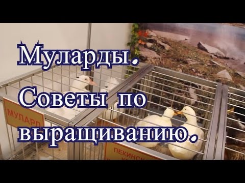 Видео: Муларды. Советы по выращиванию с Выставки Золотая Осень 2016.