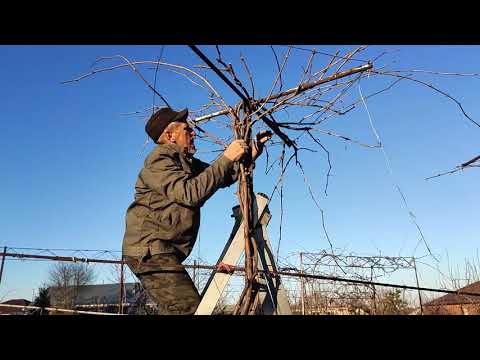 Видео: Обрезка винограда с высоким штамбом на разных опорах