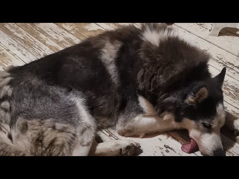 Видео: поздравляем со свадьбой, кормим 10 #хаски и нового зверя