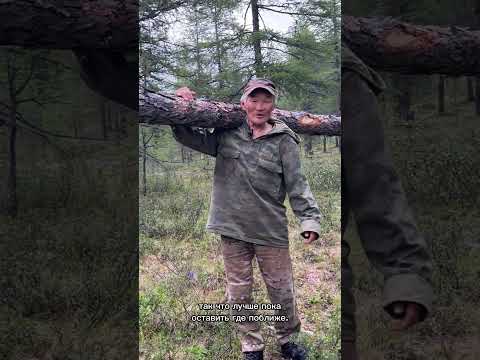 Видео: Вековая мудрость Эвенов. Заготовка дров.