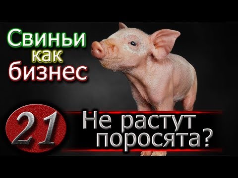 Видео: ПОЧЕМУ НЕ РАСТУТ СВИНЬИ