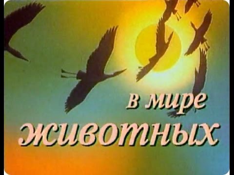 Видео: В мире животных с Николаем Дроздовым. Выпуск №51