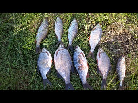 Видео: И снова река Свислочь. Рыбалка при сильном ветре.