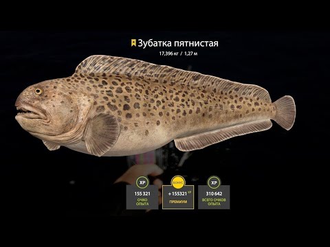 Видео: 🐠А НА МОРЕ БЕЛЫЙ ПЕСОК.ДУЕТ СИЛЬНЫЙ ВЕТЕР В ЛИЦО.РЫБА КЛЮЕТ🐟СТРИМ РУССКАЯ РЫБАЛКА 4🐡РОЗЫГРЫШ РУЛЕТОК