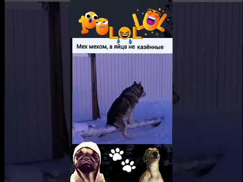 Видео: #позитив #юмор