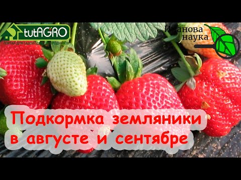 Видео: ЛУЧШАЯ ПОДКОРМКА КЛУБНИКИ и ЗЕМЛЯНИКИ в АВГУСТЕ и СЕНТЯБРЕ на большой урожай.