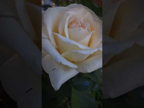 Видео: Роза Кристоф Дешаванн 🌹 #садмечты #уходзарозами #rose #павловскийсад #розы #сад #саженцыроз #garden