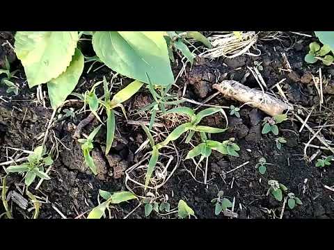 Видео: Опрыскивание подсолнечника гранстаром "Грозный эксперт" 13-14.06.23. От амброзии и лободы.