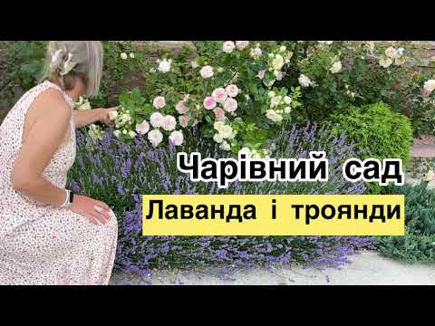 Видео: Лавандова клумба🪻🪻найкращі сорти троянд в молочній гамі .