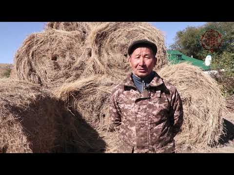 Видео: 💥💥💥💥Арзан бағада мал азығы. Шаруагерлер не дейді?