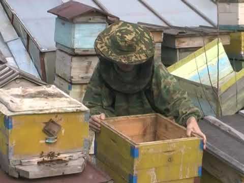 Видео: пчеловодство на Алтае