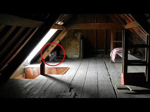 Видео: ГРАБИТЕЛИ на ожидали, что в доме одинокой старушки в них вцепятся ОГРОМНЫЕ когти