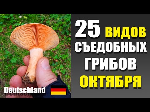 Видео: Съедобные грибы Германии в октябре. Что вкусного растет в лесу