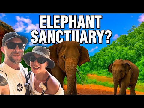 Видео: Мы провели день со слонами в Чиангмае и узнали ЭТО