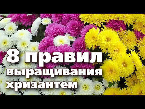 Видео: ПОСАДКА  УХОД И ХРАНЕНИЕ КУСТОВЫХ ХРИЗАНТЕМ. Рекомендации опытного цветовода