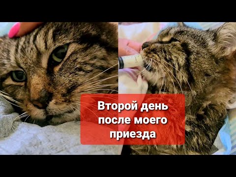 Видео: Как чувствует себя Кузя?