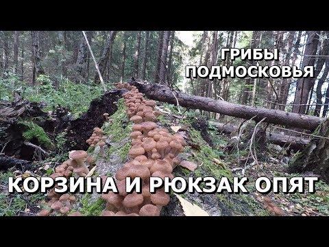 Видео: 🍄ОПЯТА ПОШЛИ!💥КОРЗИНА И РЮКЗАК ОПЯТ!👉МОРЕ ГРИБОВ.👉МОРЕ ГРИБНИКОВ.🍄Хочу за грибами 2021❗