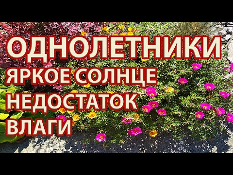 Видео: Засухоустойчивые однолетники для создания цветников с минимальным уходом на сухих солнечных участках