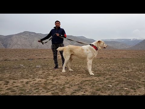 Видео: Турнир Тест Испытаний Балканабад САО Central Asian Dogs Alabai Туркменский Алабай